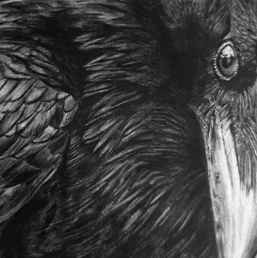 Crow - Pencil on Bristol paper